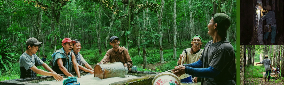 How Shamrock Partners with Local Farmers: From the Roots of the Rubber Tree to the Hands of the World